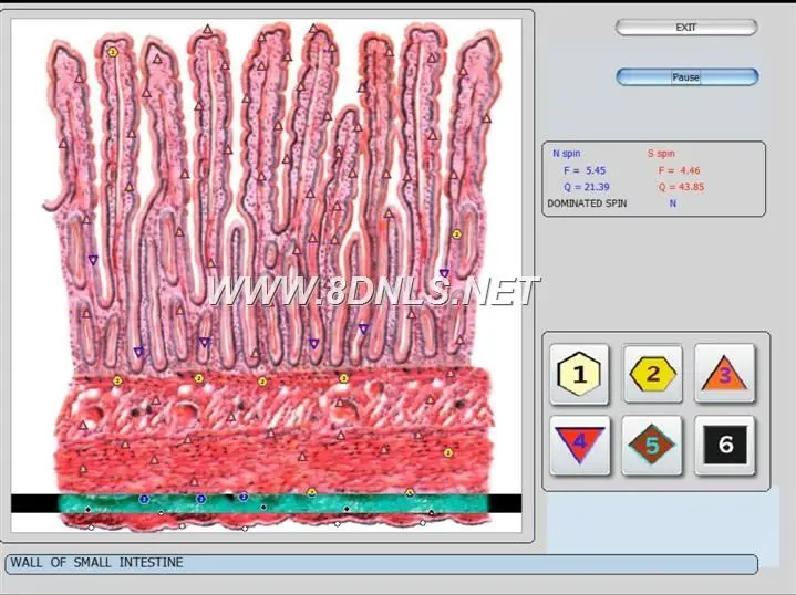 What Is NLS Diagnostic Body Analyzer Quantum Use For